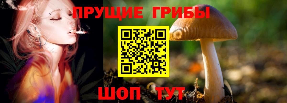 Лесной  Псилоцибиновые грибы GOLDEN TEACHER  Вход с VPN  Псилоцибиновые грибы Psilocybe 